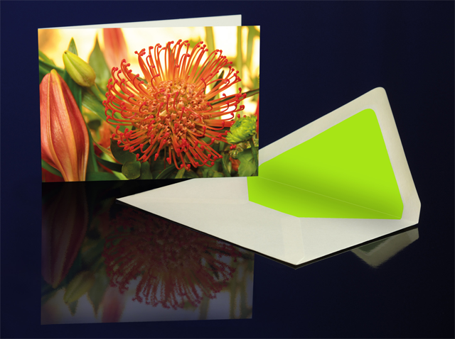 Greeting Card Protea Pincushion from the Katharine Siegling Colletion