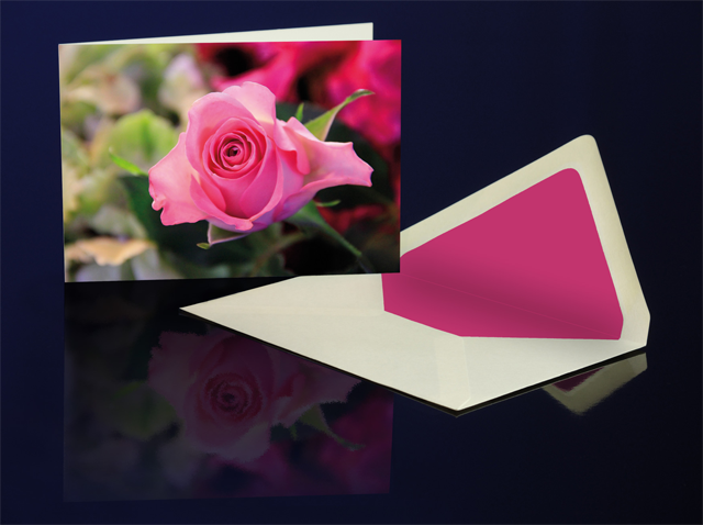 Greeting Card Pink Rose from the Katharine Siegling Colletion