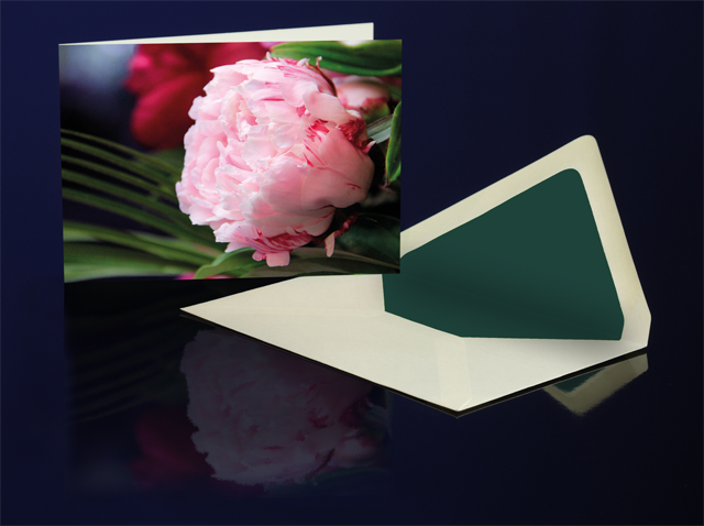 Greeting Card Pink Peony from the Katharine Siegling Colletion