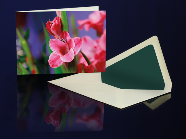 Greeting Card Pink Gladiola from the Katharine Siegling Colletion
